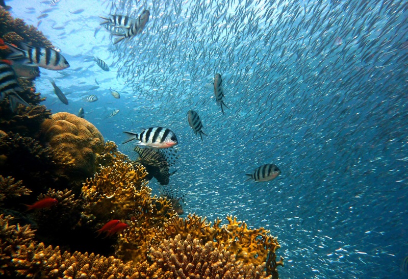 Coral reef | reef safe sunscreen